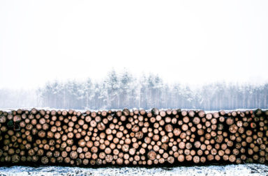 woodpile