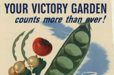 Victory-garden