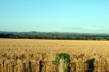 Wheat in Dorset