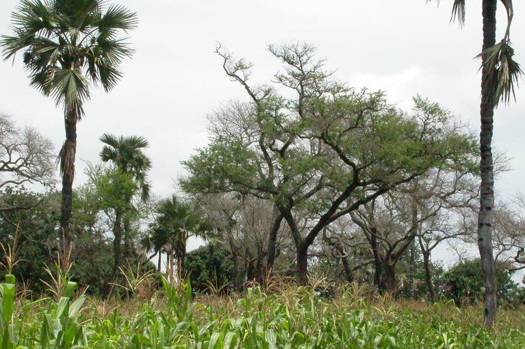 Permaculture in Indonesia