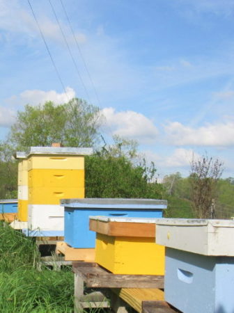 beehives after storm