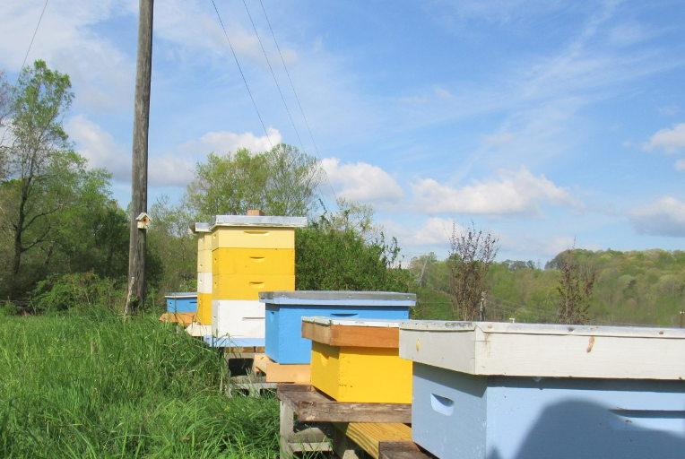 beehives after storm