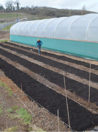 Sims Hill polytunnel