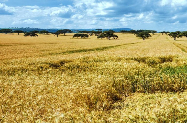African wheat fields