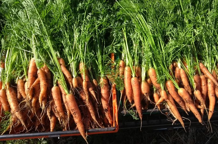 Bristol CSA fresh carrots