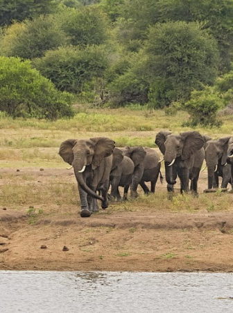 elephant stampede