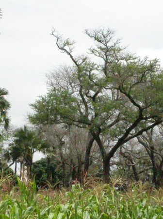 Permaculture agroforestry project