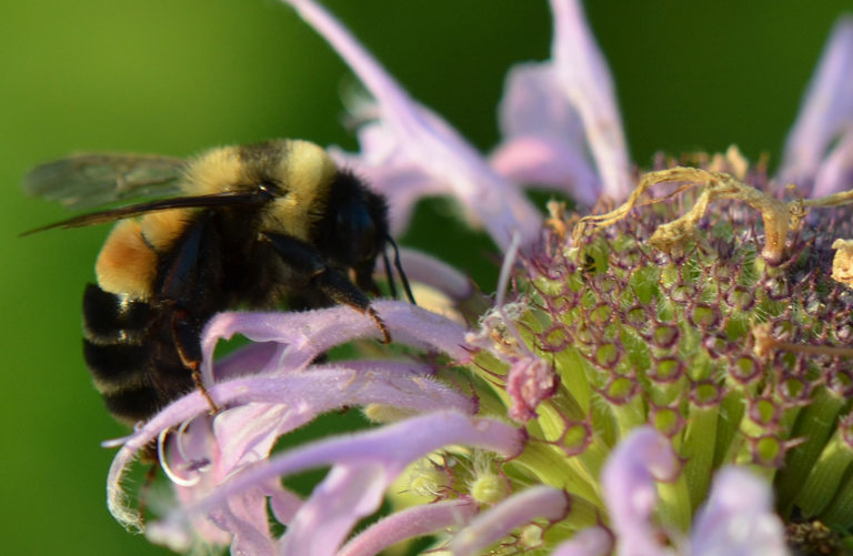 Rusty patched bumble bee