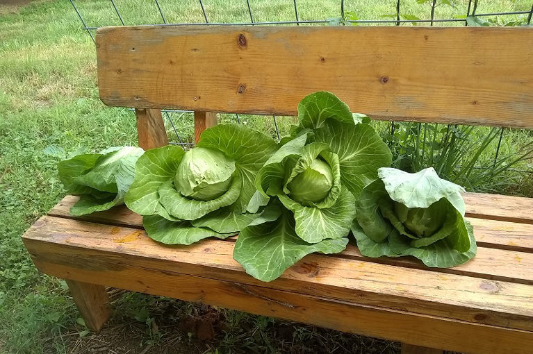 cabbages on bunch