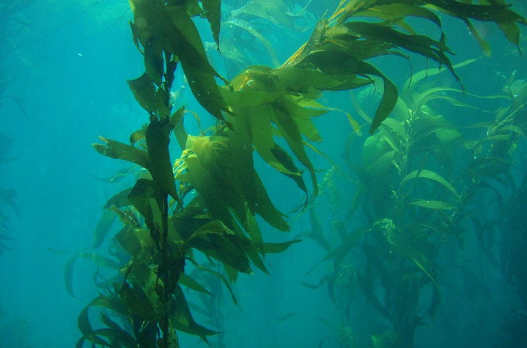 Giant kelp