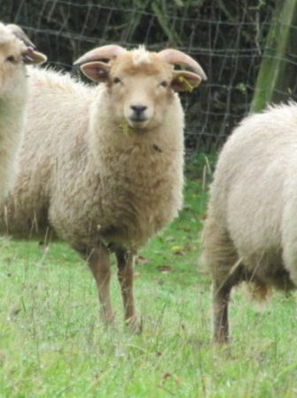 Portland Sheep