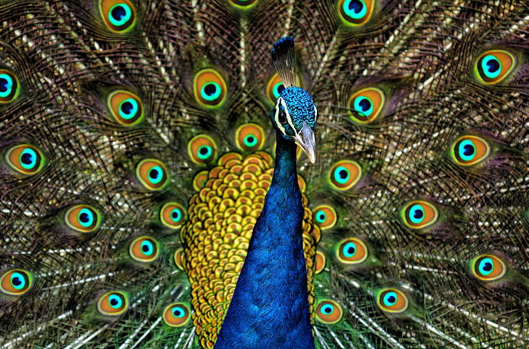 peacock feather