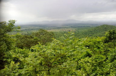 A forest in Odisha, India