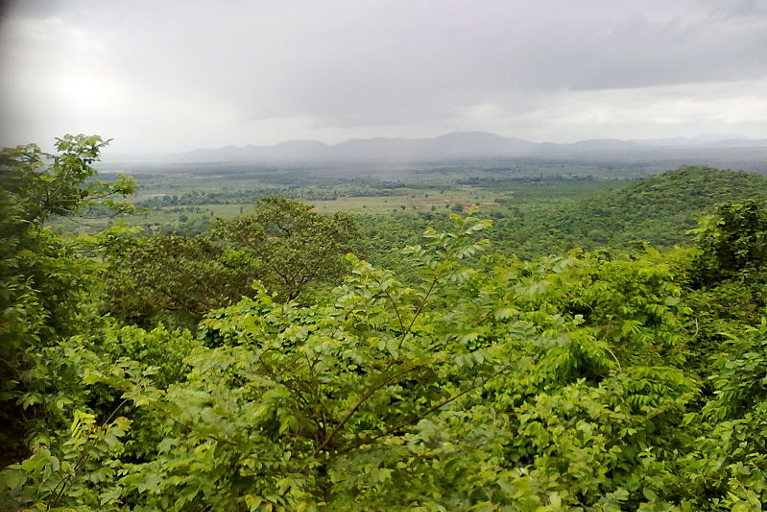 A forest in Odisha, India
