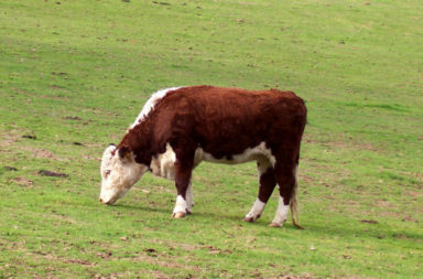 Hereford cow on grass