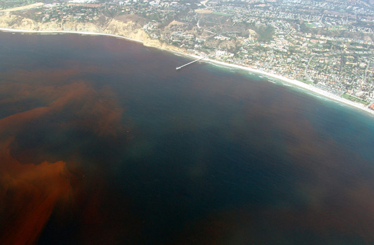 red tide