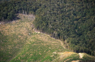 Deforestation on NZ coast