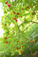 Red huckleberries AuthorLeslie Seaton from Seattle, WA, USA
