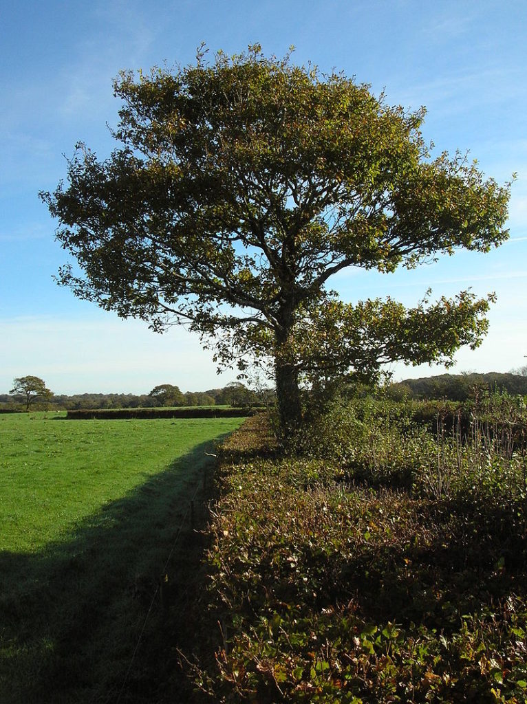 Oak and beech hedge