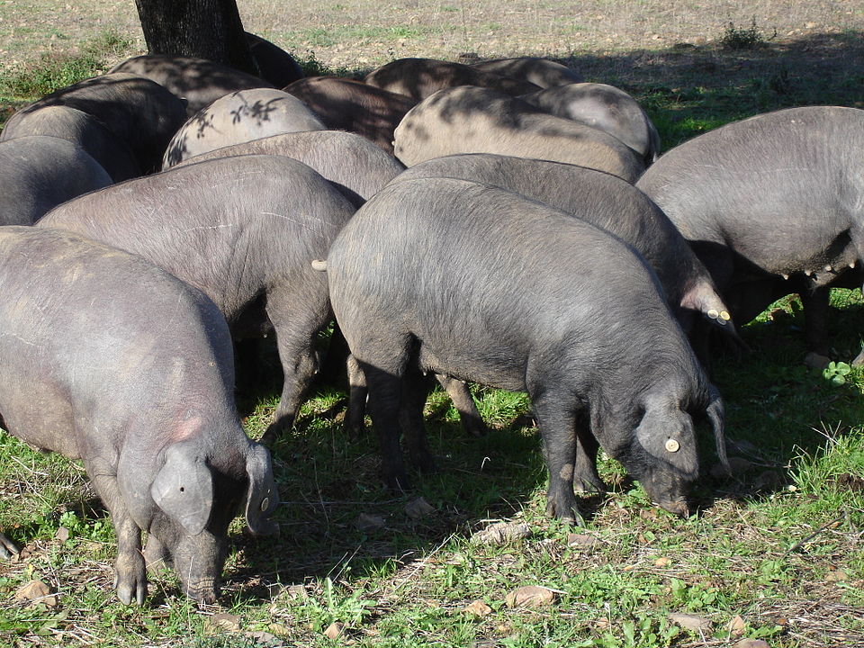 Iberian pigs