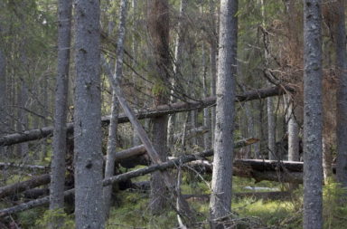 Finnish old growth forest