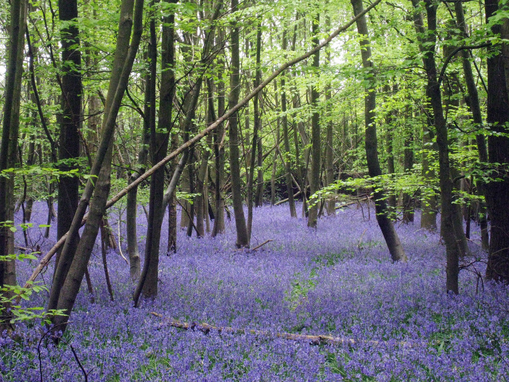 Blue bell wood
