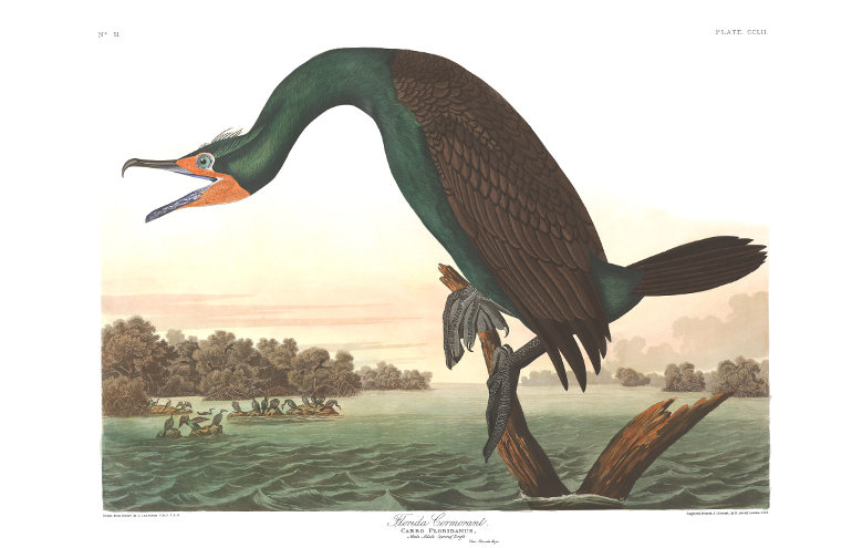 cormorant