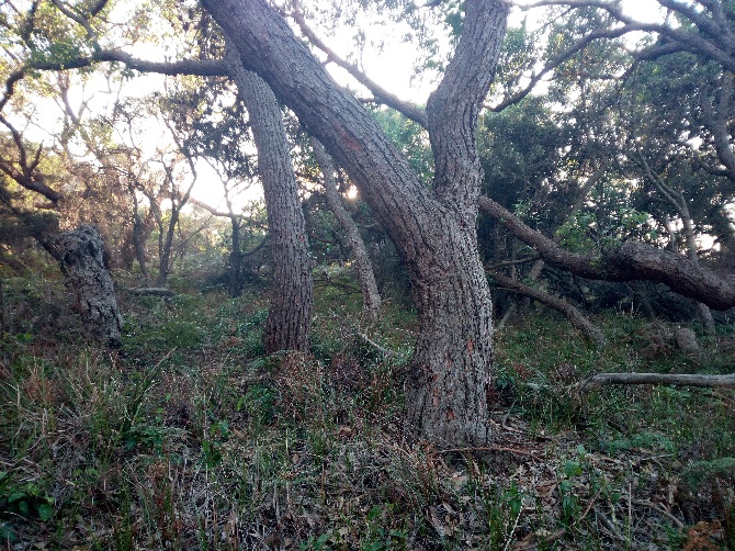 Sand dune ridge country