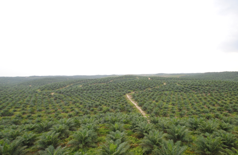 Palm oil