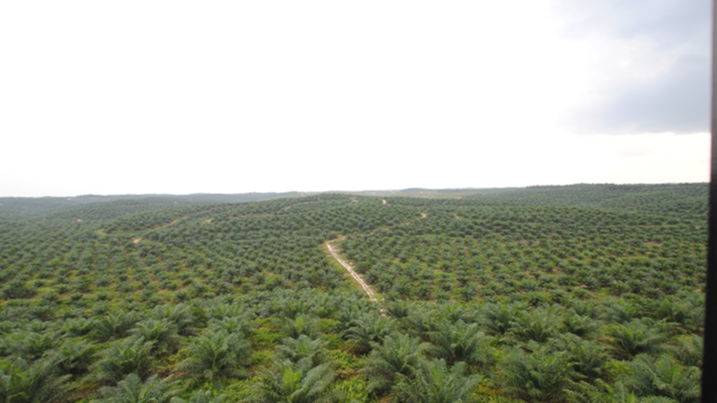 palm oil plantation