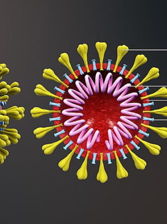coronavirus