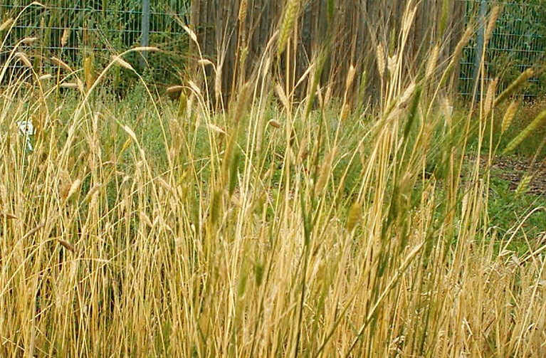 Triticum monococcum