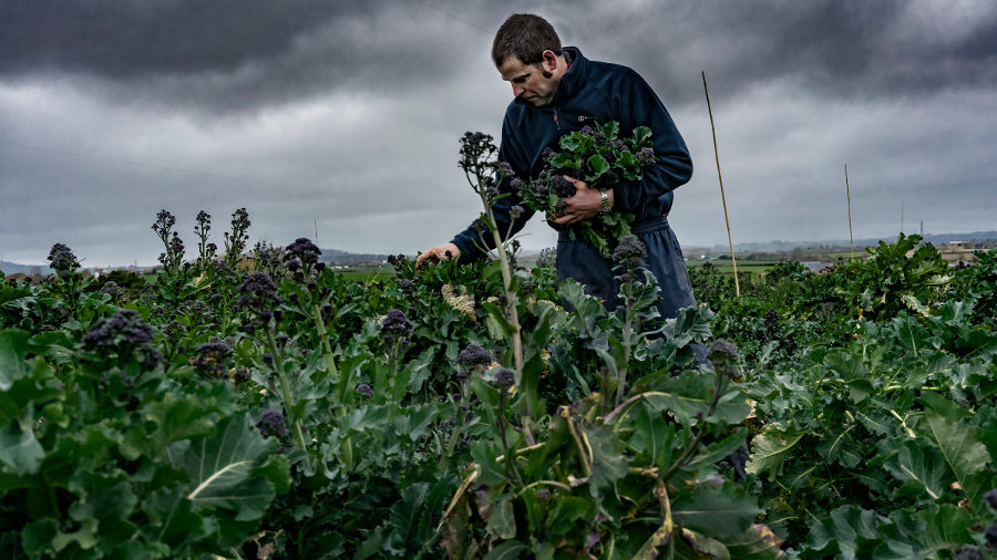 man picking broccoli