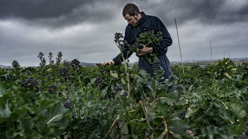 man picking broccoli