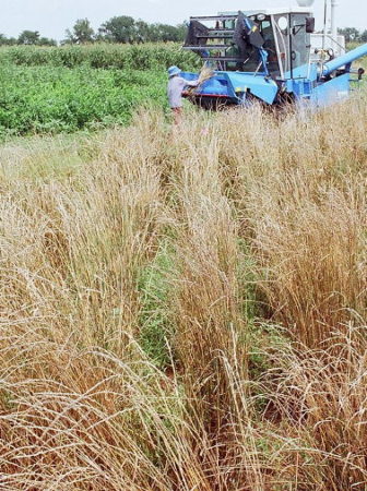 Harvesting kernza