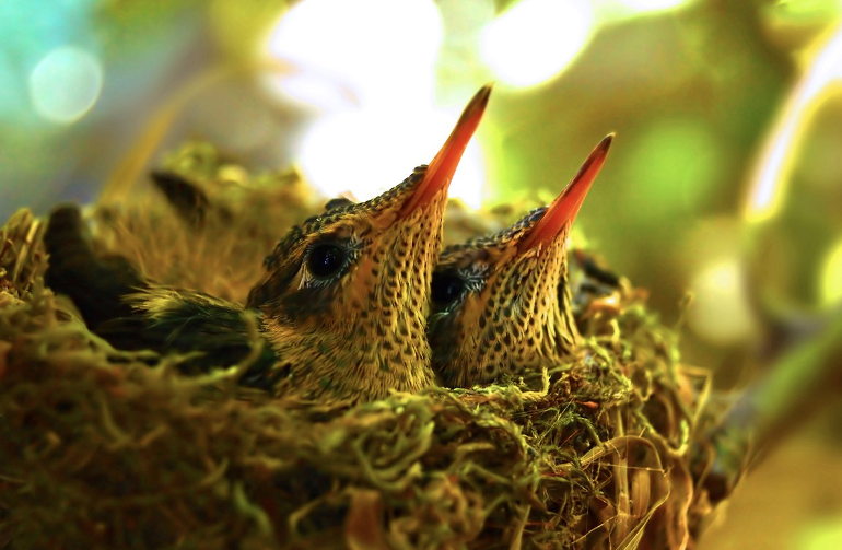 Hummingbird nest
