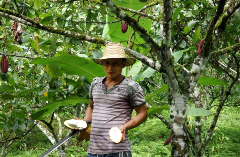 Cacao cultivation