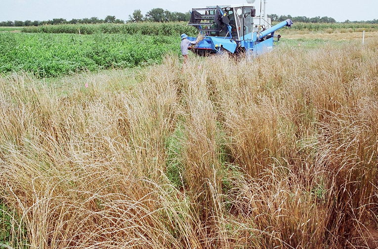 Harvesting perennial grains