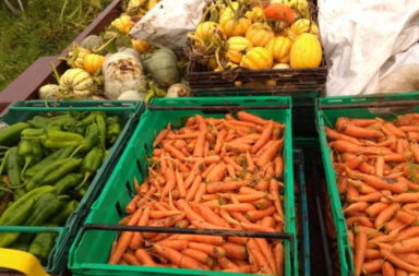 Sims Hill January harvest