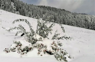 Agricultural archaeology