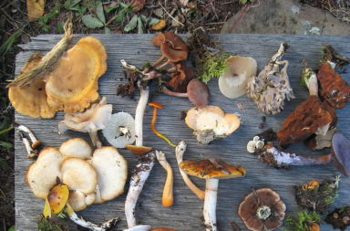 Fungi of Saskatchewan