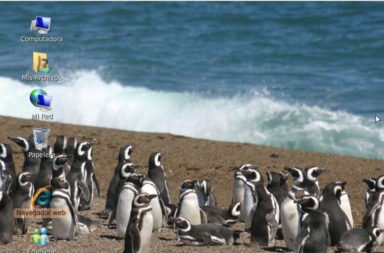 Linux penguins