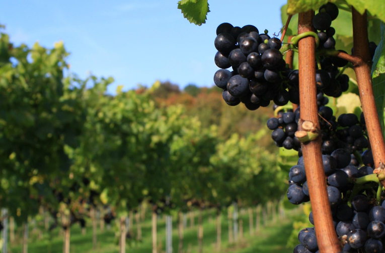 Aldwich Estate viticulture
