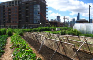New crops in Chicago urban garden