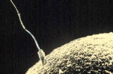 Photo of a sperm cell fertilizing an egg cell.