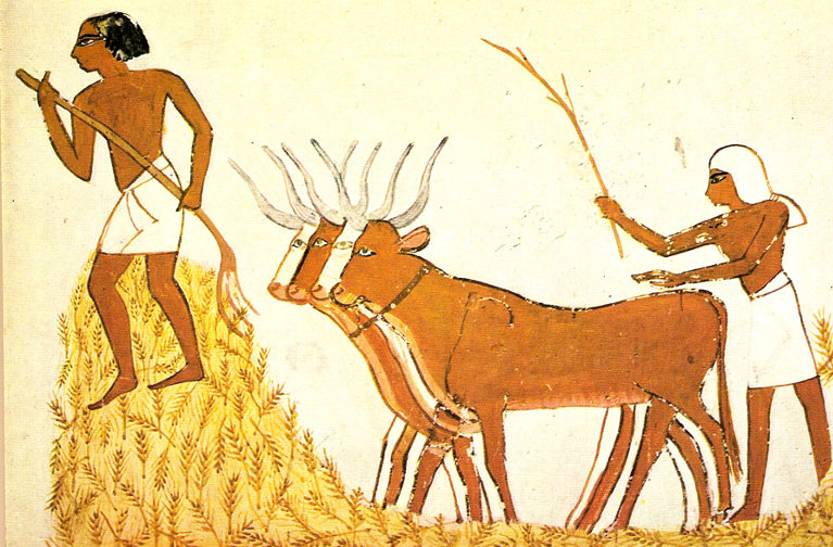 Egyptian agriculture