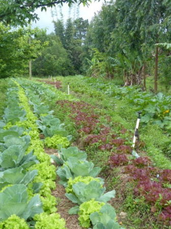 Agroecological farming Brazil
