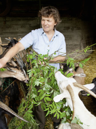 Organic farmer feeds goats