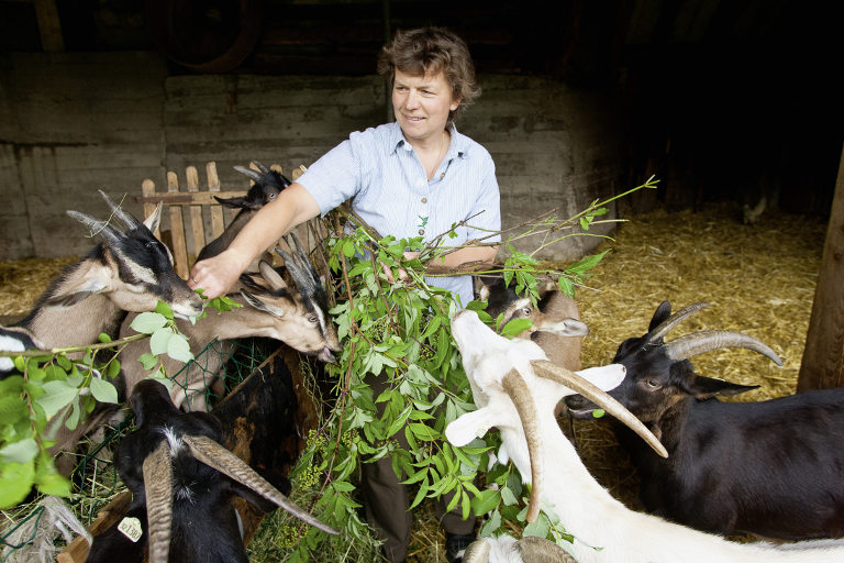 Organic farmer feeds goats