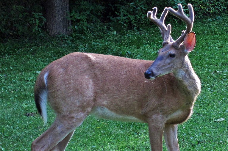 white-tailed deer buck